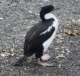 Cormorant