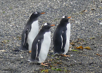 Papua pinguins