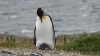 Koningspinguin met jong?