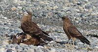 roofvogels
