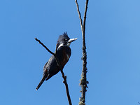 Kingfisher
