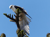 roofvogel