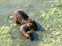 Bever met jong