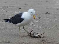krab gevangen