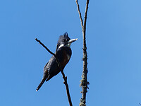 Kingfisher