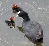 Meerkoet met jongen
