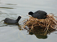 Meerkoeten op nest