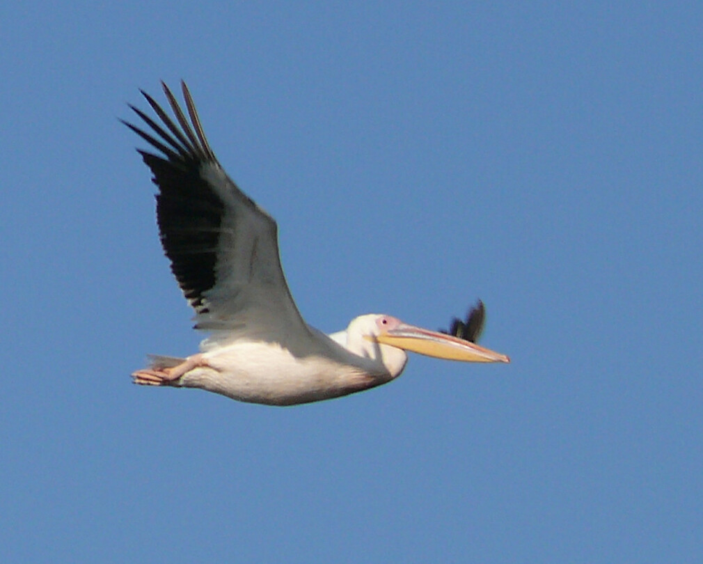 Pelikaan in vlucht