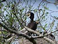 Aalscholver op nest
