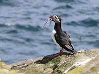 Puffins