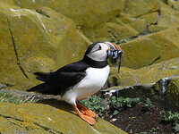 Puffin