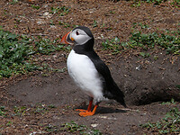 Puffin