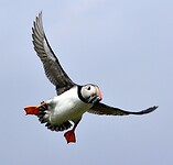 Puffin in vlucht