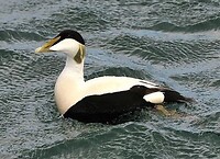 Eider