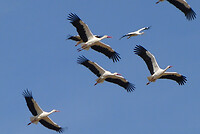 Ooievaars in vlucht