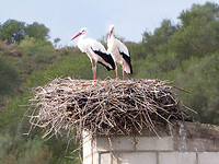 Ooievaars op nest