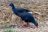 Purple swamps hen