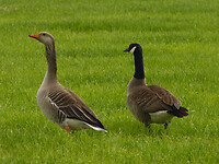 Gans en Canadese gans
