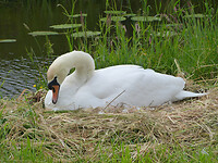 Knobbelzwaan op nest
