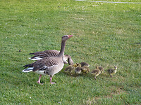Ganzenfamilie