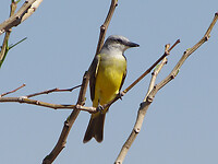 Boat billed flycatcher
