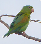 Orange chinned parakeet