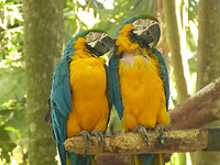 Macaws