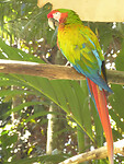 Great green macaw