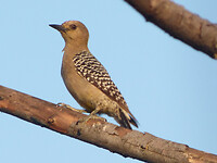 Hoffman's woodpecker