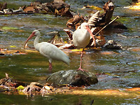 White ibis