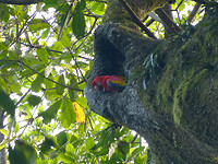 Scarlet Macaws