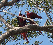 Scarlet macaws