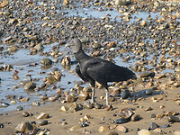 Black vulture