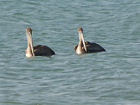 Brown pelicans