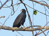 Common black hawk