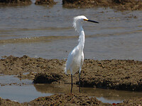 Snowy egret