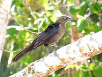 Great tailed Grackle female