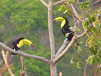 Keel billed toucan koppel