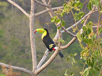 Keel billed toucan