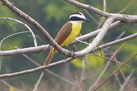 Social flycatcher