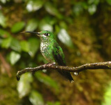 Green crowded brilliant