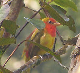 Summer tanager juvenile male