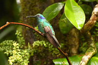 Green violetear