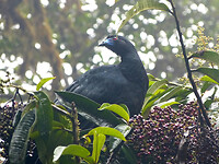 Black Guan