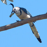 White troated magpie jay