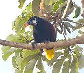 Montezuma Oropendola