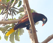 Montezuma Oropendola