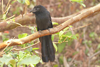 Groove billed Ani