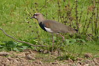 Southern Lapwing