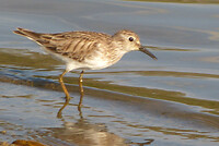 Plover